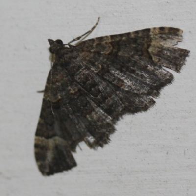 Epyaxa sodaliata (Sodaliata Moth, Clover Moth) at Tathra, NSW - 22 Mar 2022 by KerryVance2