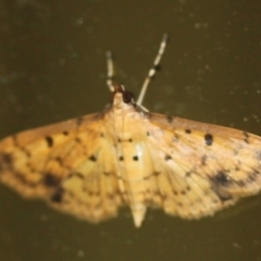 Herpetogramma cynaralis at Tathra, NSW - 18 Mar 2022 by KerryVance2