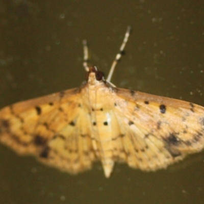 Herpetogramma cynaralis at Tathra, NSW - 18 Mar 2022 by KerryVance2