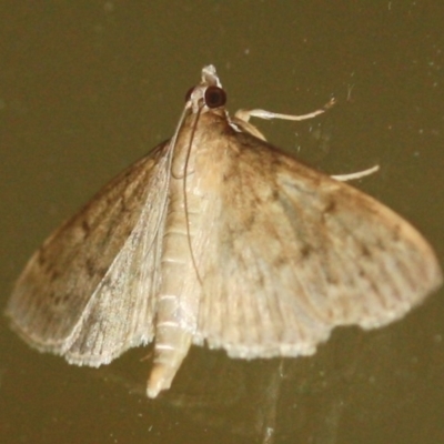 Herpetogramma licarsisalis (Sod Webworm) at Tathra, NSW - 28 Mar 2022 by KerryVance2
