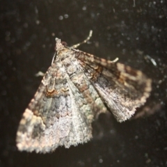 Unidentified Geometer moth (Geometridae) at Tathra, NSW - 28 Mar 2022 by KerryVance2