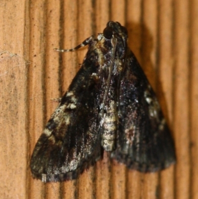 Orthaga thyrisalis (Teatree Web Moth) at Tathra, NSW - 21 Mar 2022 by KerryVance2