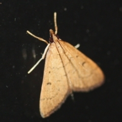 Unidentified Moth (Lepidoptera) at Tathra, NSW - 26 Mar 2022 by KerryVance2