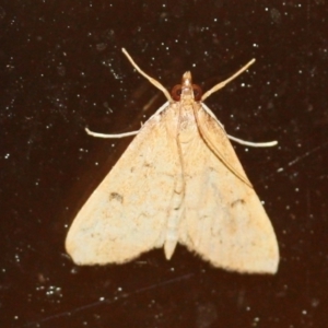 Metasia pharisalis at Tathra, NSW - 26 Mar 2022 10:39 PM