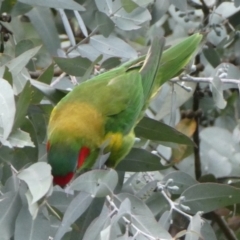 Glossopsitta concinna (Musk Lorikeet) at Belconnen, ACT - 8 Apr 2022 by jgiacon