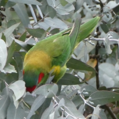 Glossopsitta concinna (Musk Lorikeet) at Belconnen, ACT - 9 Apr 2022 by JohnGiacon