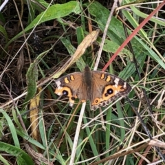 Junonia villida (Meadow Argus) at Paddys River, ACT - 9 Apr 2022 by KMcCue