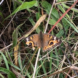 Junonia villida at Paddys River, ACT - 9 Apr 2022