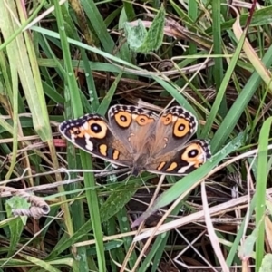 Junonia villida at Paddys River, ACT - 9 Apr 2022