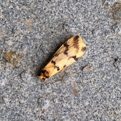 Tigrioides alterna (Alternating Footman) at Paddys River, ACT - 9 Apr 2022 by KMcCue