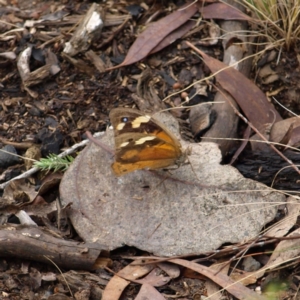 Heteronympha merope at Molonglo Valley, ACT - 9 Apr 2022 10:06 AM