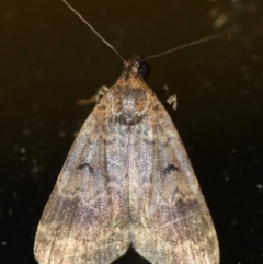 Hydrillodes dimissalis (A Noctuid moth (Eribidae - Herminiinae)) at Tathra, NSW - 28 Mar 2022 by KerryVance2