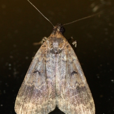 Hydrillodes dimissalis (A Noctuid moth (Eribidae - Herminiinae)) at Tathra, NSW - 28 Mar 2022 by KerryVance2
