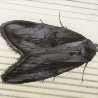 Unidentified Moth (Lepidoptera) at Tathra, NSW - 15 Mar 2022 by KerryVance2