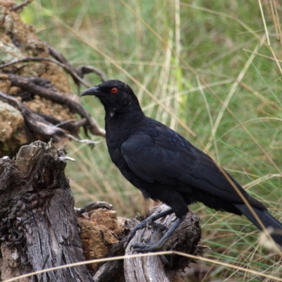 Corcorax melanorhamphos (White-winged Chough) at Aranda, ACT - 9 Apr 2022 by MatthewFrawley