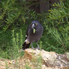 Strepera graculina (Pied Currawong) at Aranda, ACT - 9 Apr 2022 by MatthewFrawley