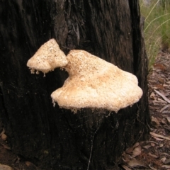 Laetiporus portentosus (White Punk) at Aranda, ACT - 9 Apr 2022 by MatthewFrawley