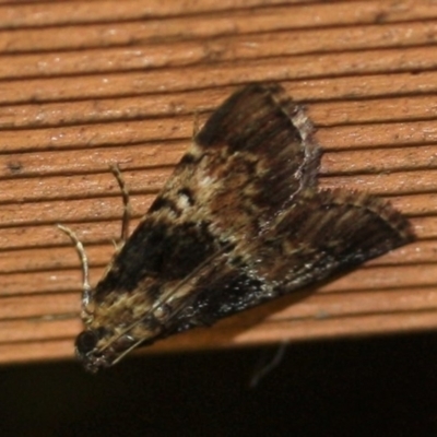 Orthaga thyrisalis (Teatree Web Moth) at Tathra, NSW - 18 Mar 2022 by KerryVance2