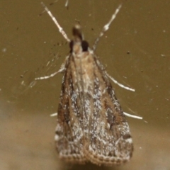Eudonia cleodoralis (A Crambid moth) at Tathra, NSW - 27 Mar 2022 by KerryVance2