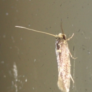 Opogona omoscopa at Tathra, NSW - 28 Mar 2022 10:38 PM