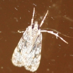 Scoparia chiasta (A Crambid moth) at Tathra, NSW - 28 Mar 2022 by KerryVance2
