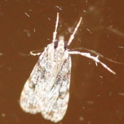 Scoparia chiasta (A Crambid moth) at Tathra, NSW - 28 Mar 2022 by KerryVance2