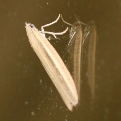 Meyriccia latro (Pyralid moth) at Tathra, NSW - 21 Mar 2022 by KerryVance2