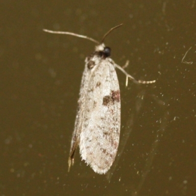 Lepidoscia euryptera at Tathra, NSW - 20 Mar 2022 by KerryVance2