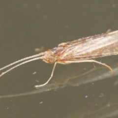 Trichoptera (order) (Unidentified Caddisfly) at Tathra, NSW - 21 Mar 2022 by KerryVance2