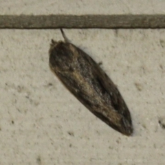 Unverified Moth (Lepidoptera) at Tathra, NSW - 15 Mar 2022 by KerryVance2