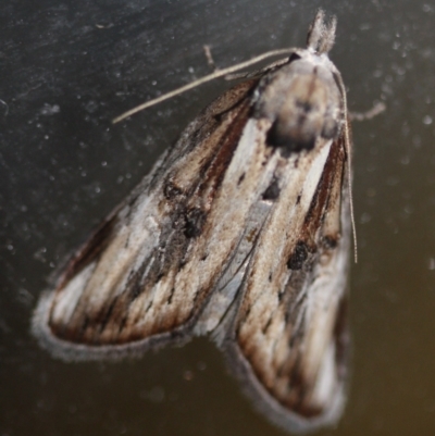 Unidentified Moth (Lepidoptera) at Tathra, NSW - 15 Mar 2022 by KerryVance2