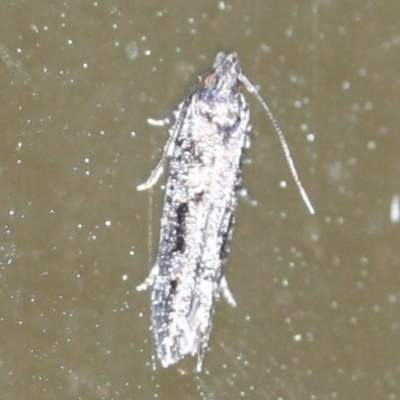 Unidentified Moth (Lepidoptera) at Tathra, NSW - 16 Mar 2022 by KerryVance2