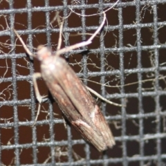 Unidentified Moth (Lepidoptera) at Tathra, NSW - 16 Mar 2022 by KerryVance2