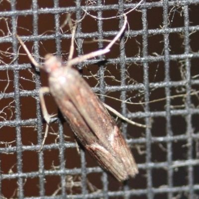 Unverified Moth (Lepidoptera) at Tathra, NSW - 16 Mar 2022 by KerryVance2