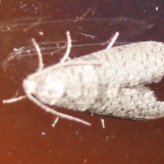 Lepidoscia (genus) ADULT at Tathra, NSW - 17 Mar 2022 by KerryVance2