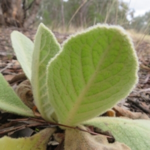 Verbascum thapsus subsp. thapsus at Coree, ACT - 9 Apr 2022