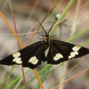 Nyctemera amicus at Coree, ACT - 9 Apr 2022 12:03 PM