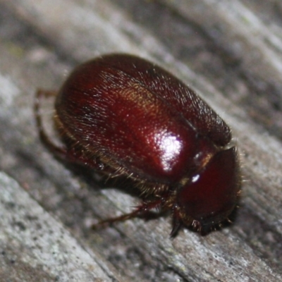 Melolonthinae sp. (subfamily) (Cockchafer) at Tathra, NSW - 22 Mar 2022 by KerryVance