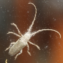 Unidentified Insect at Tathra, NSW - 23 Mar 2022 by KerryVance2