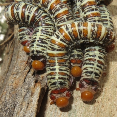 Perginae sp. (subfamily) (Unidentified pergine sawfly) at Coree, ACT - 9 Apr 2022 by Christine