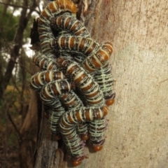 Perginae sp. (subfamily) at Coree, ACT - 9 Apr 2022