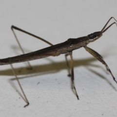 Hemiptera (order) at Tathra, NSW - 24 Mar 2022 by KerryVance2