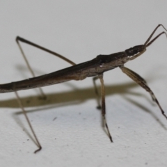 Unidentified Insect at Tathra, NSW - 24 Mar 2022 by KerryVance2