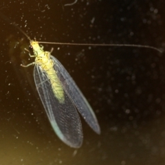 Unidentified Lacewing (Neuroptera) at Tathra, NSW - 24 Mar 2022 by KerryVance2