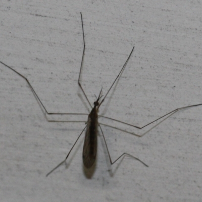 Tipulidae or Limoniidae (family) at Tathra, NSW - 27 Mar 2022 by KerryVance2