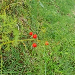 Asparagus officinalis (Asparagus) at O'Malley, ACT - 3 Apr 2022 by Mike