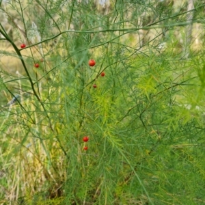 Asparagus officinalis at O'Malley, ACT - 3 Apr 2022