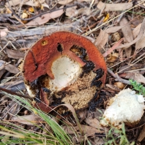 zz bolete at O'Malley, ACT - 3 Apr 2022