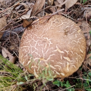 zz bolete at O'Malley, ACT - 3 Apr 2022