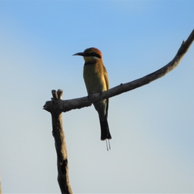 Merops ornatus (Rainbow Bee-eater) at Mount Stuart, QLD - 8 Apr 2022 by TerryS